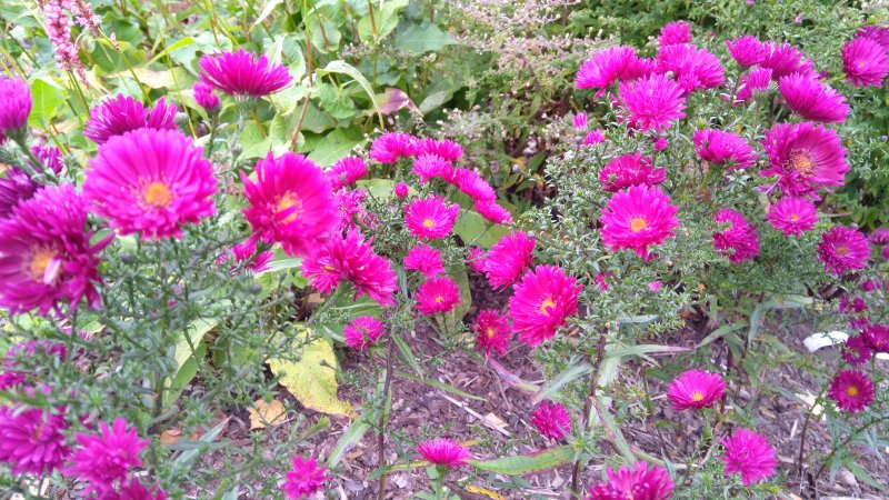 Symphyotrichum (Aster) novi-belgii 'Royal Ruby' Астра новобельгийская